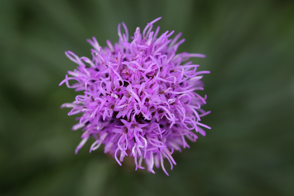 Purple Wig in Highlands, North Carolina