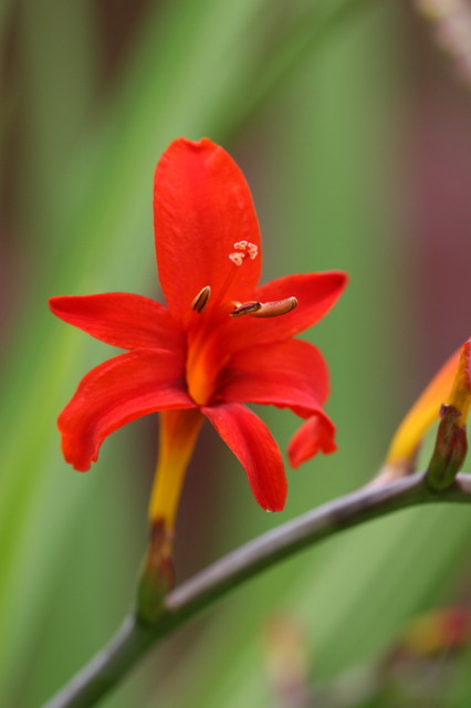 Red Flower in Highlands, North Carolina