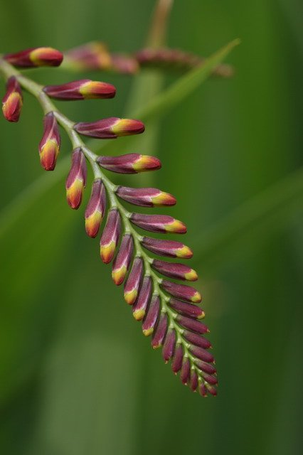 Not Yet Flowers in Highlands, North Carolina