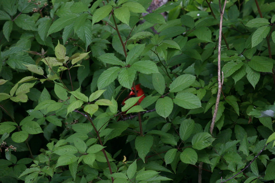 Can You Spot the Bird in Highlands, North Carolina