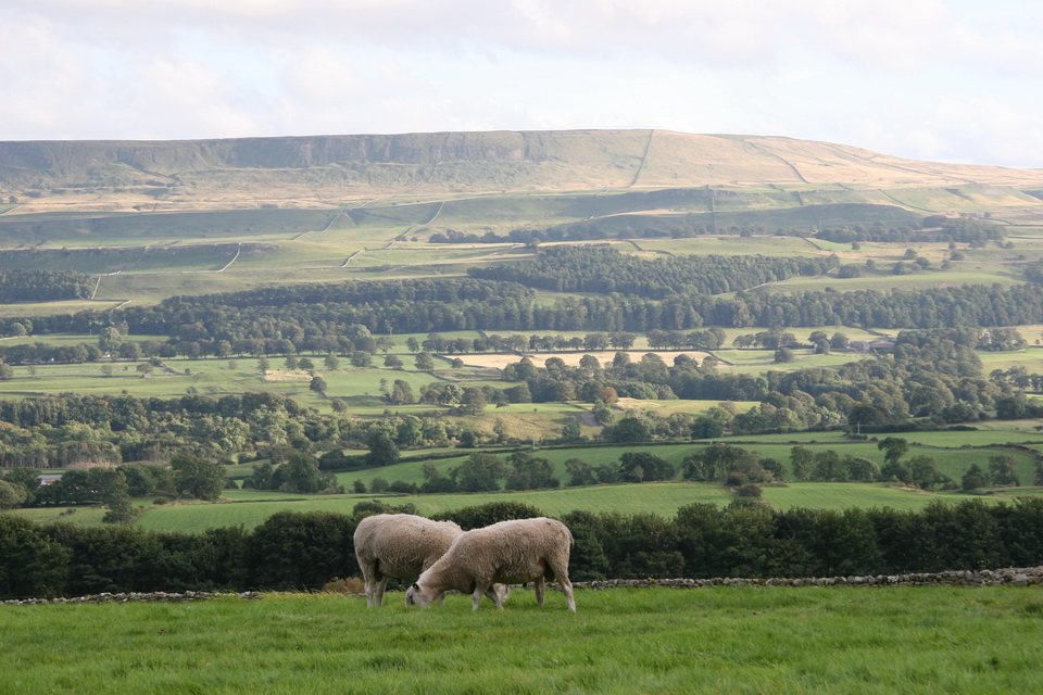 Sheep and the Countryside in Yorkshire Dales, England