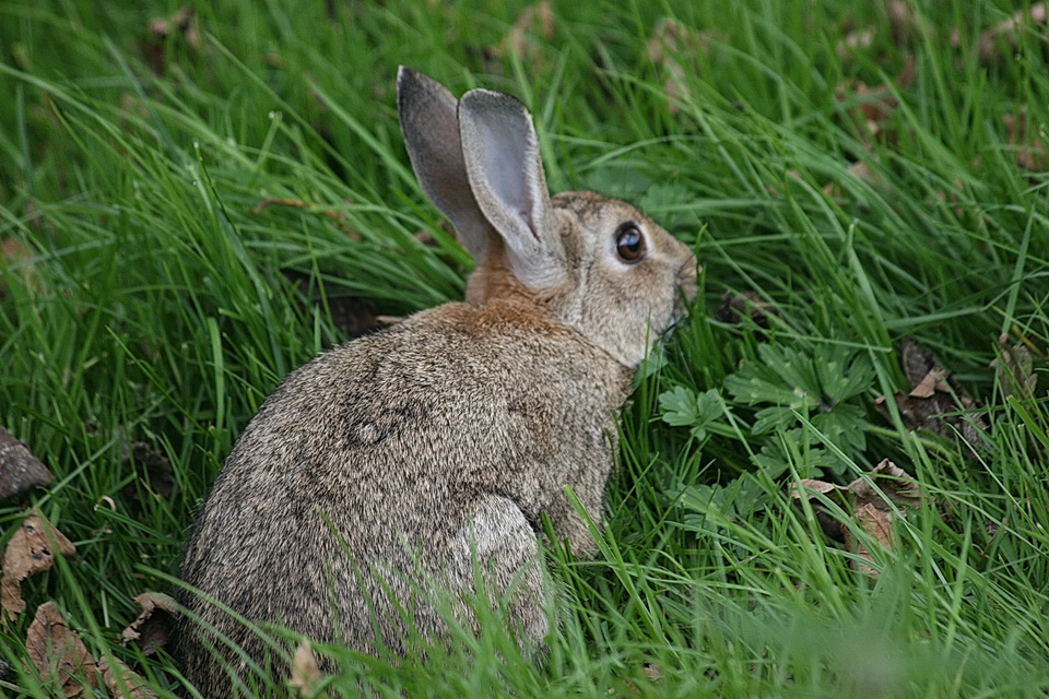 English Hare in Yorkshire Dales, England