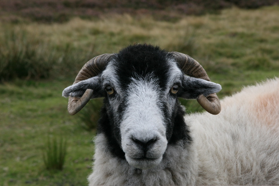 English Ram in Yorkshire Dales, England