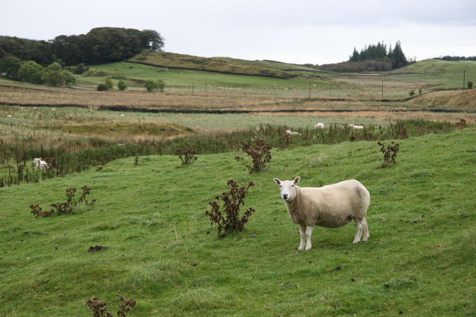 A Roman Sheep in Hadrians Wall, England