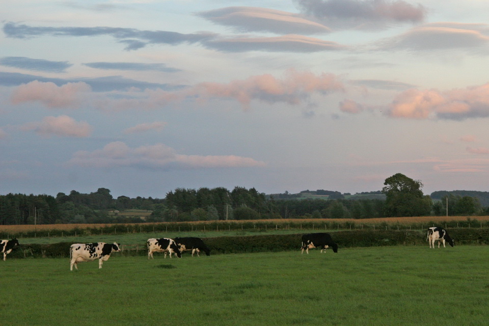 Cows at Dusk in Yorkshire Dales, England