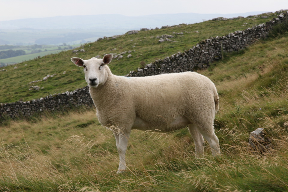 Yorkshire Sheep in Yorkshire Dales, England