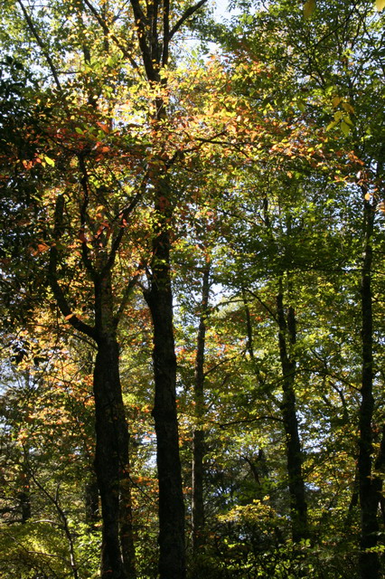 Autumn Sun in Highlands, North Carolina