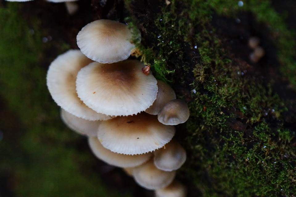 NC Mushrooms in Highlands, North Carolina