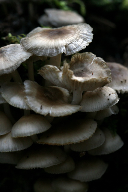 Mushrooms in Highlands, North Carolina