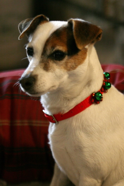 Christmas Sweetpea in Highlands, North Carolina