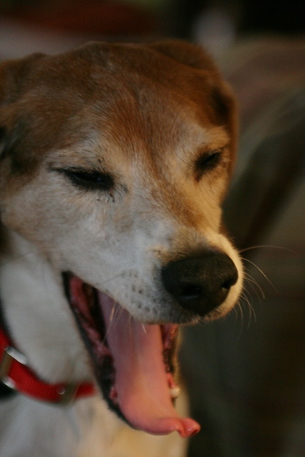 Sleepy Beagle in Highlands, North Carolina
