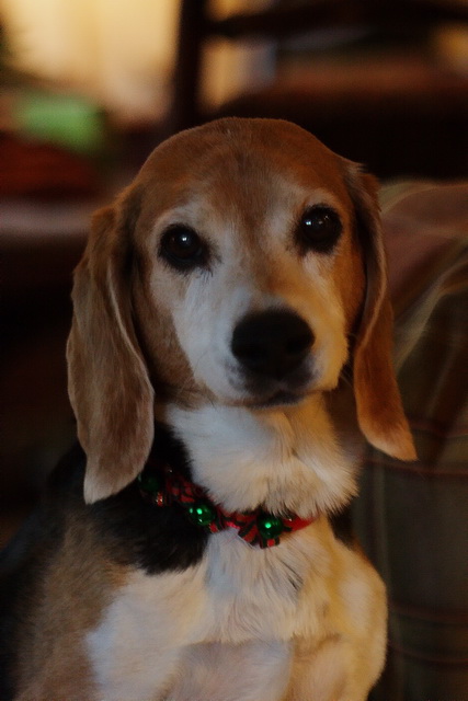Christmas Beagle in Highlands, North Carolina