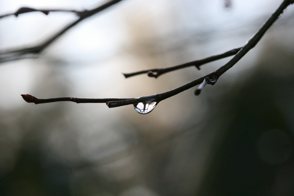Dew Drop in Highlands, North Carolina