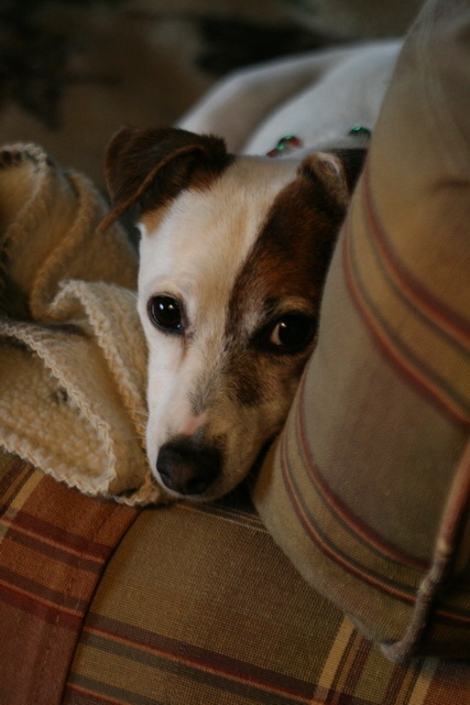 Sweetpea Peeks Up in Highlands, North Carolina