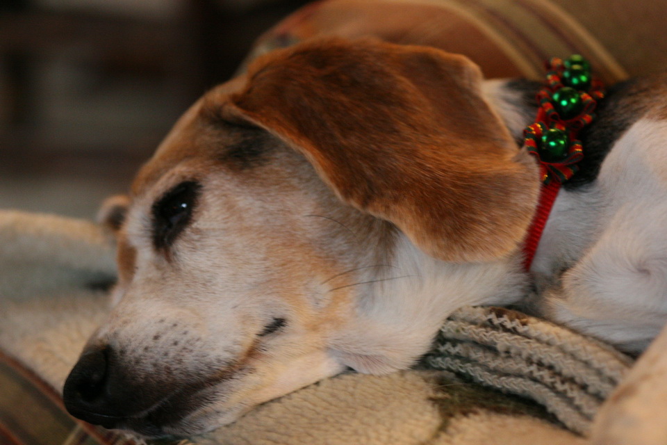 Sleeping Beagle in Highlands, North Carolina