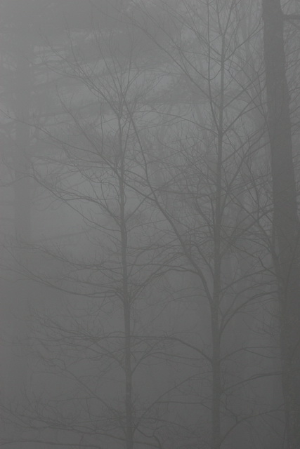 Forest Fog in Highlands, North Carolina