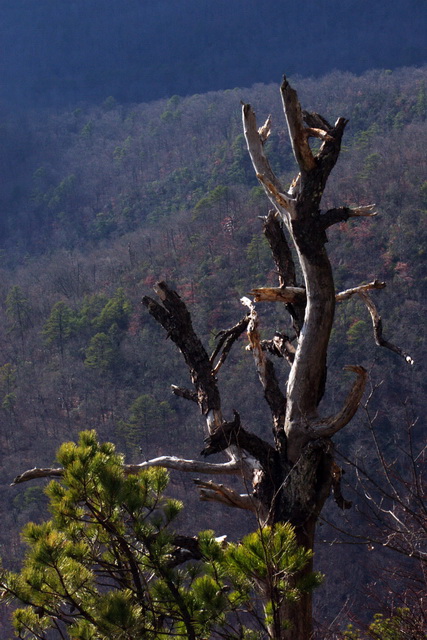 Weathered Tree in Highlands, North Carolina