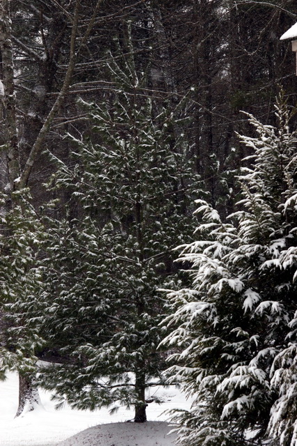 Frosted Tree in Highlands, North Carolina