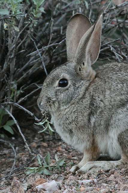 Jackrabbit in Phoenix, Arizona