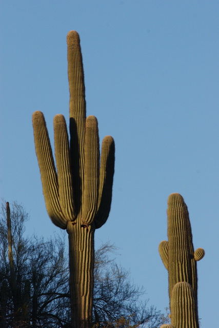 Saguaro in Phoenix, Arizona