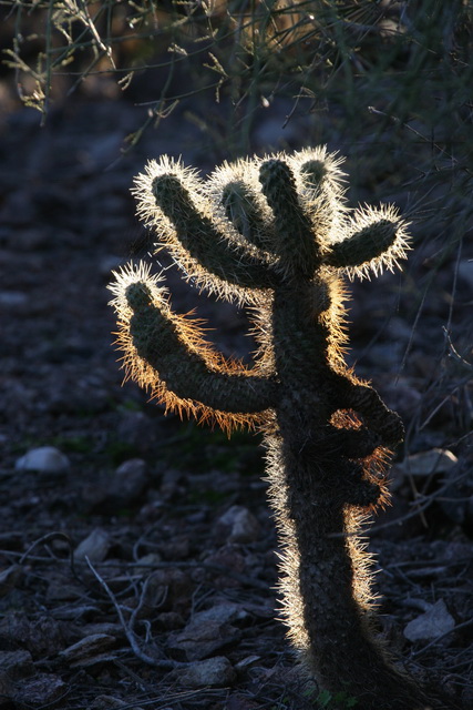 Spiny Halo in Phoenix, Arizona