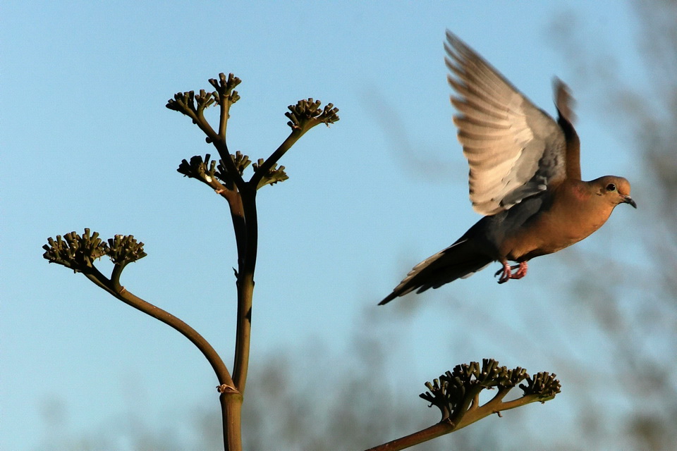 Dove in Flight in Phoenix, Arizona
