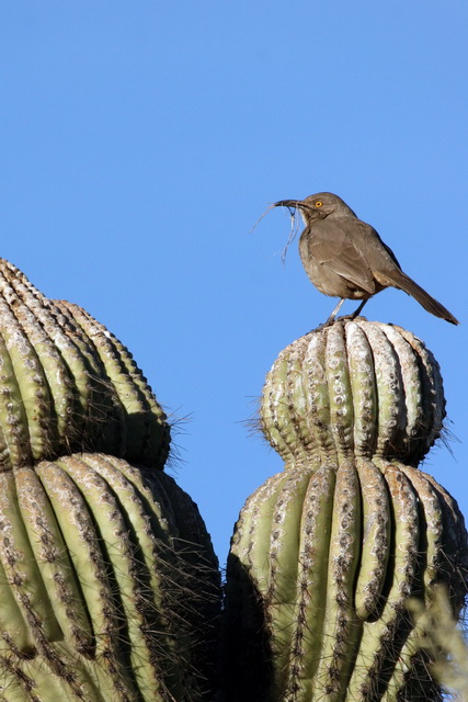Nest Building in Phoenix, Arizona