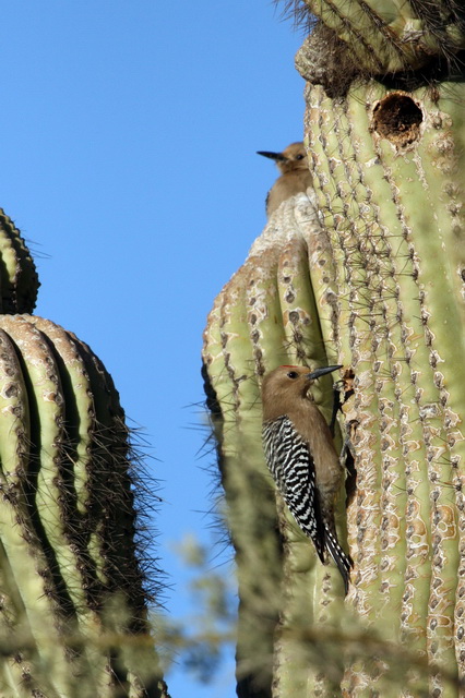 Cactuspecker? in Phoenix, Arizona