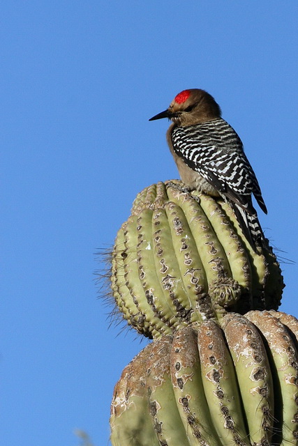 Gila Woodpecker in Phoenix, Arizona