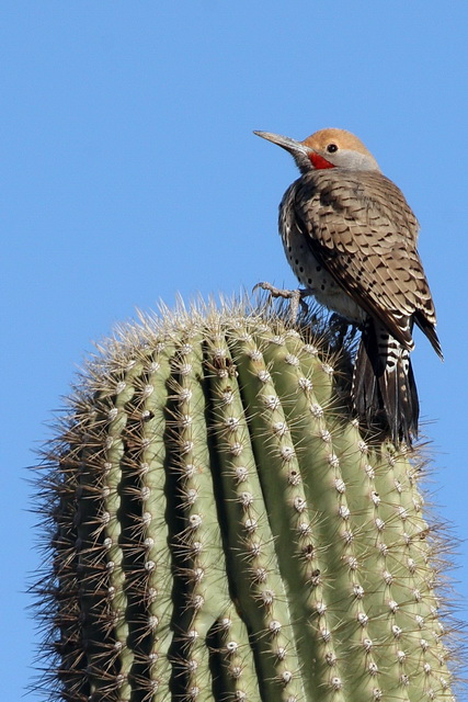 Cactus Bird in Phoenix, Arizona