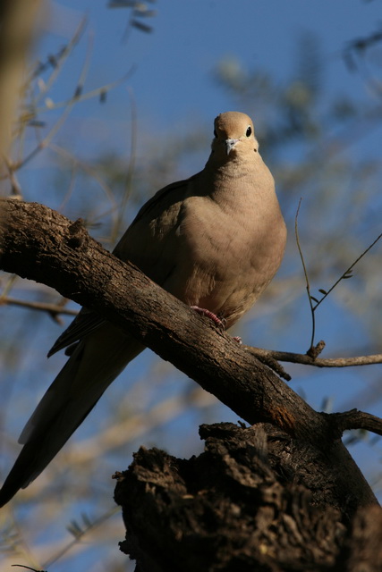 Dove in Phoenix, Arizona