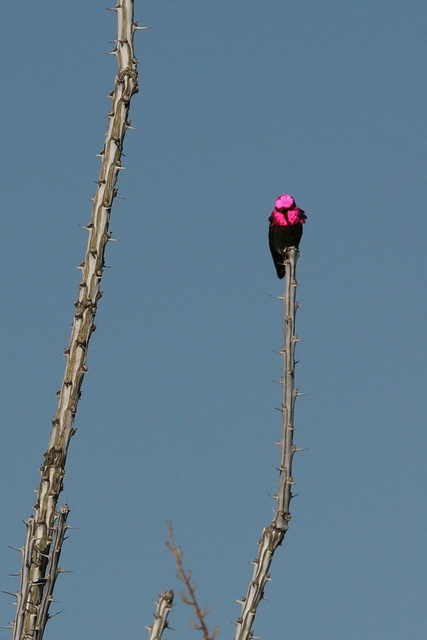 Iridescent Hummingbird in Phoenix, Arizona