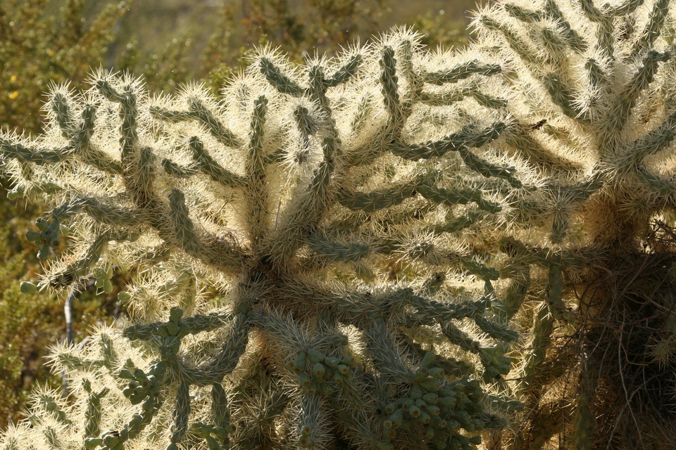 Chain Fruit Cholla in Phoenix, Arizona