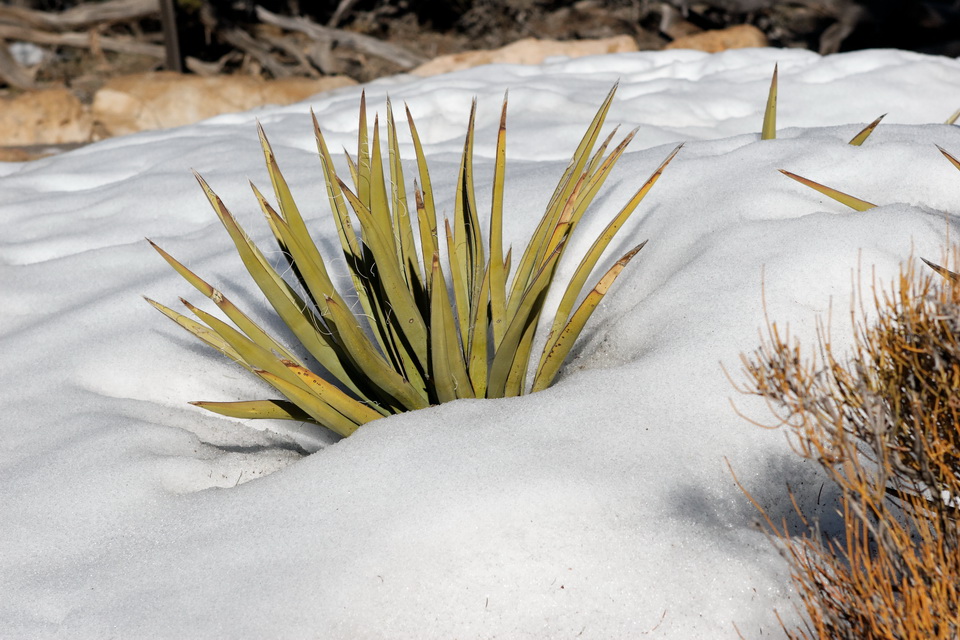 Desert Snow in Grand Canyon, Arizona