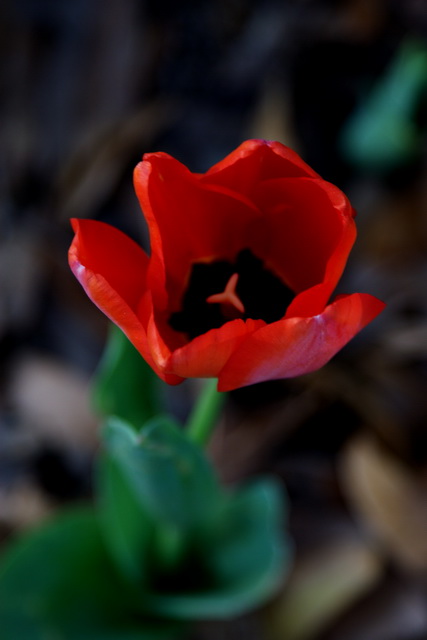 Spring in Georgia in Columbus, Georgia