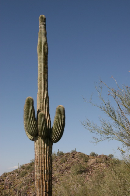 Saguaro in Spring in Phoenix, Arizona