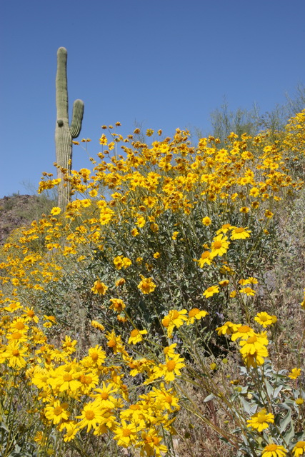 Desert Spring in Phoenix, Arizona