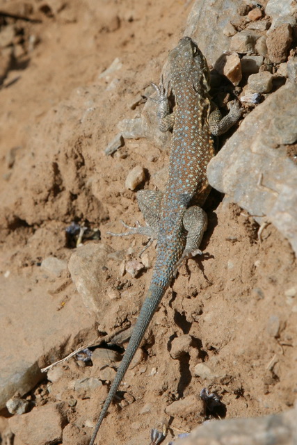 Squaw Peak Lizard in Phoenix, Arizona