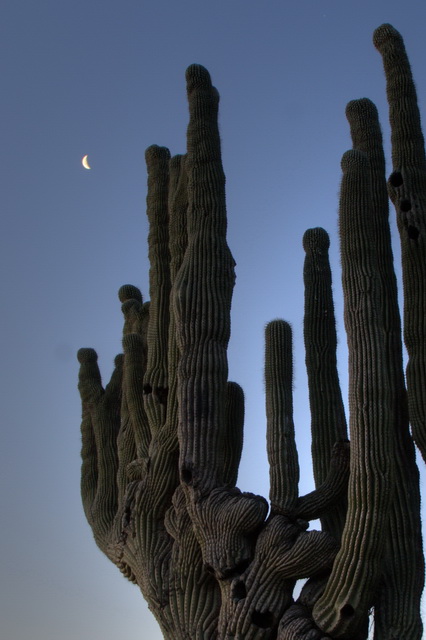 Cactus Moon in Phoenix, Arizona