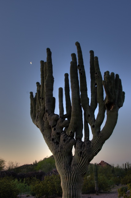 Desert Tree in Phoenix, Arizona