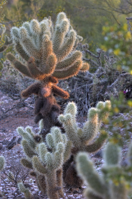 Morning Spines in Phoenix, Arizona