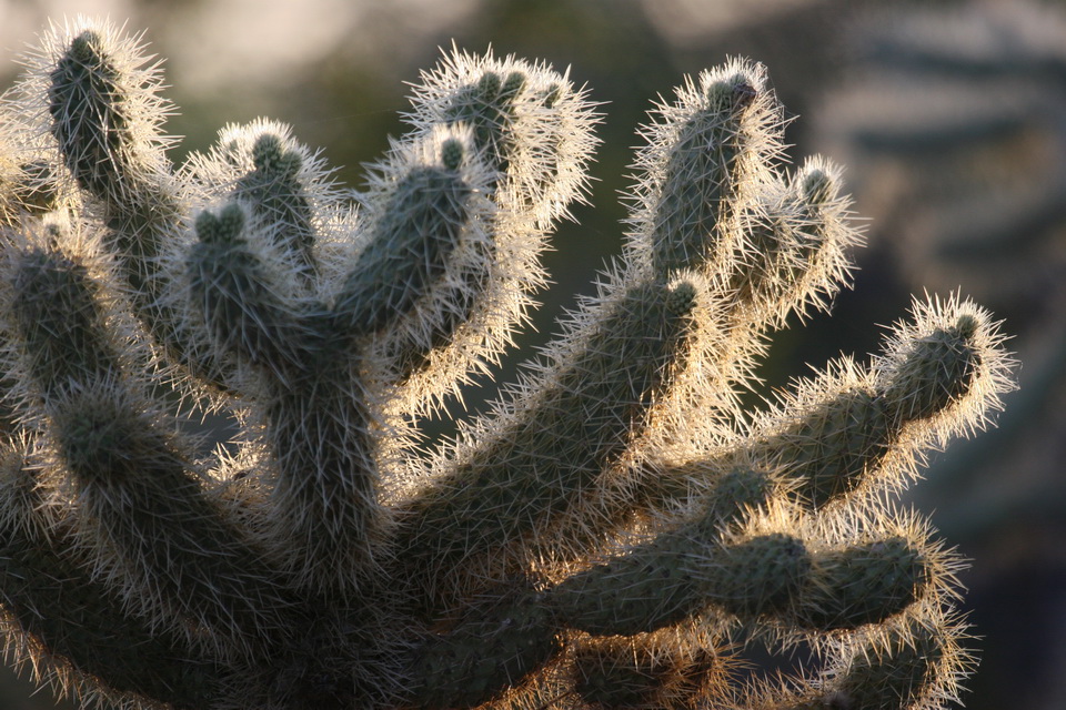 Spiny Plant in Phoenix, Arizona