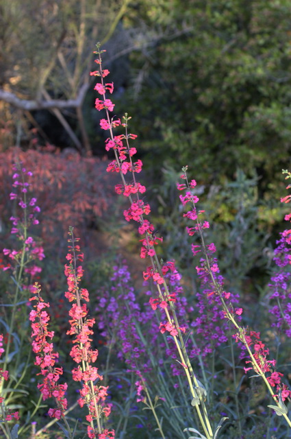 Desert Wild Flowers in Phoenix, Arizona