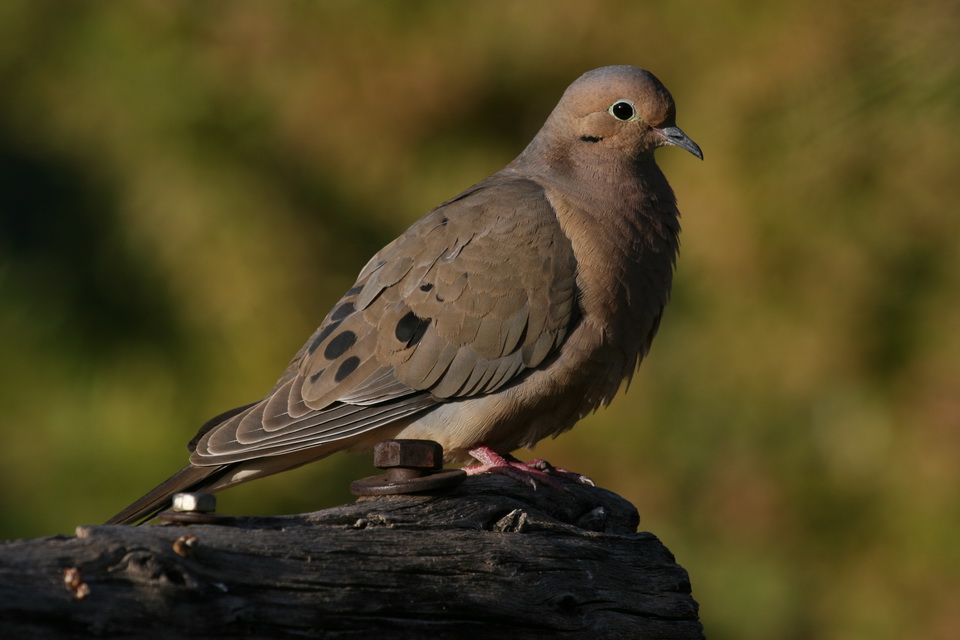Desert Dove in Phoenix, Arizona