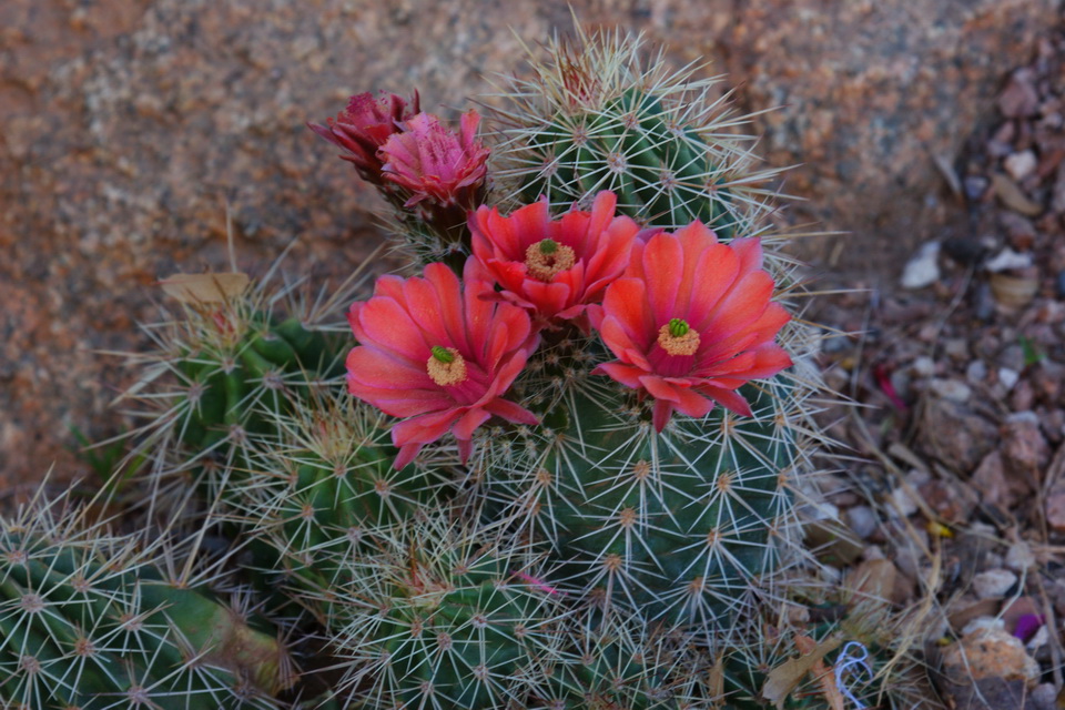 Prickly Red in Phoenix, Arizona