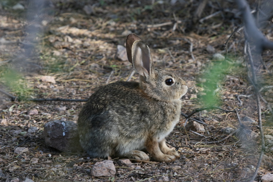 Desert Bunny in Phoenix, Arizona