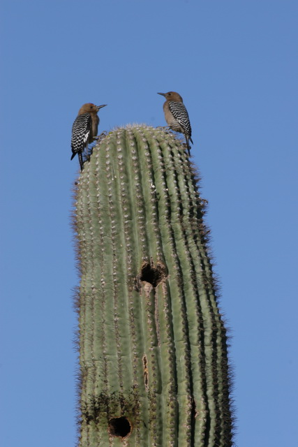 Cactus Conversation in Phoenix, Arizona