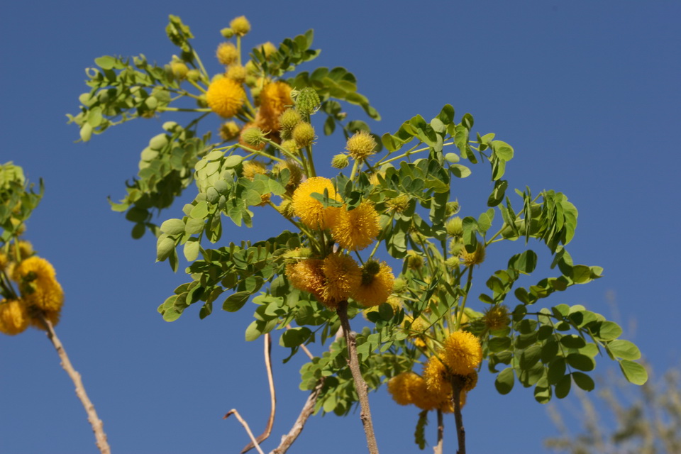 Yellow Puff Balls in Phoenix, Arizona