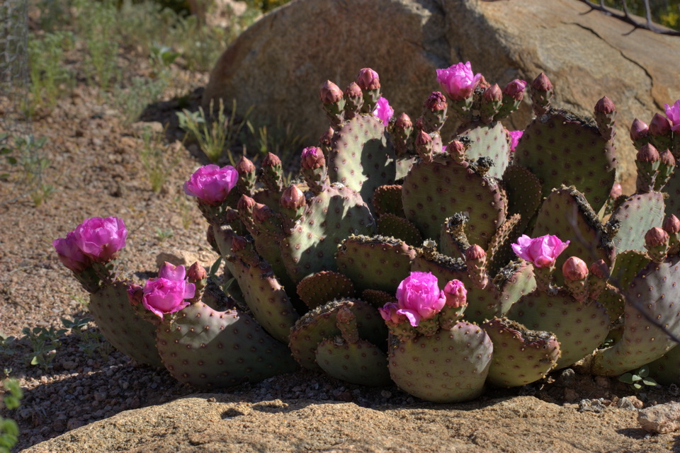 Pretty Prickly Pear in Phoenix, Arizona