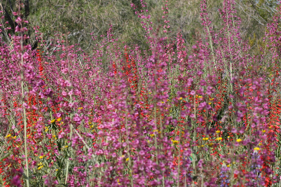 Wild Flower Forest in Phoenix, Arizona